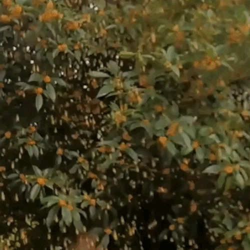 20250221_120136_017.gif